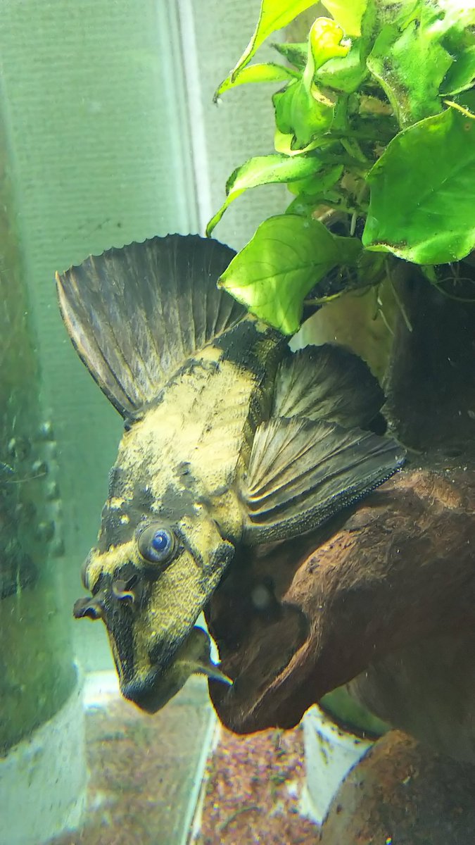 ボンゲ式 デザフェス5 29 プレコかっけえ