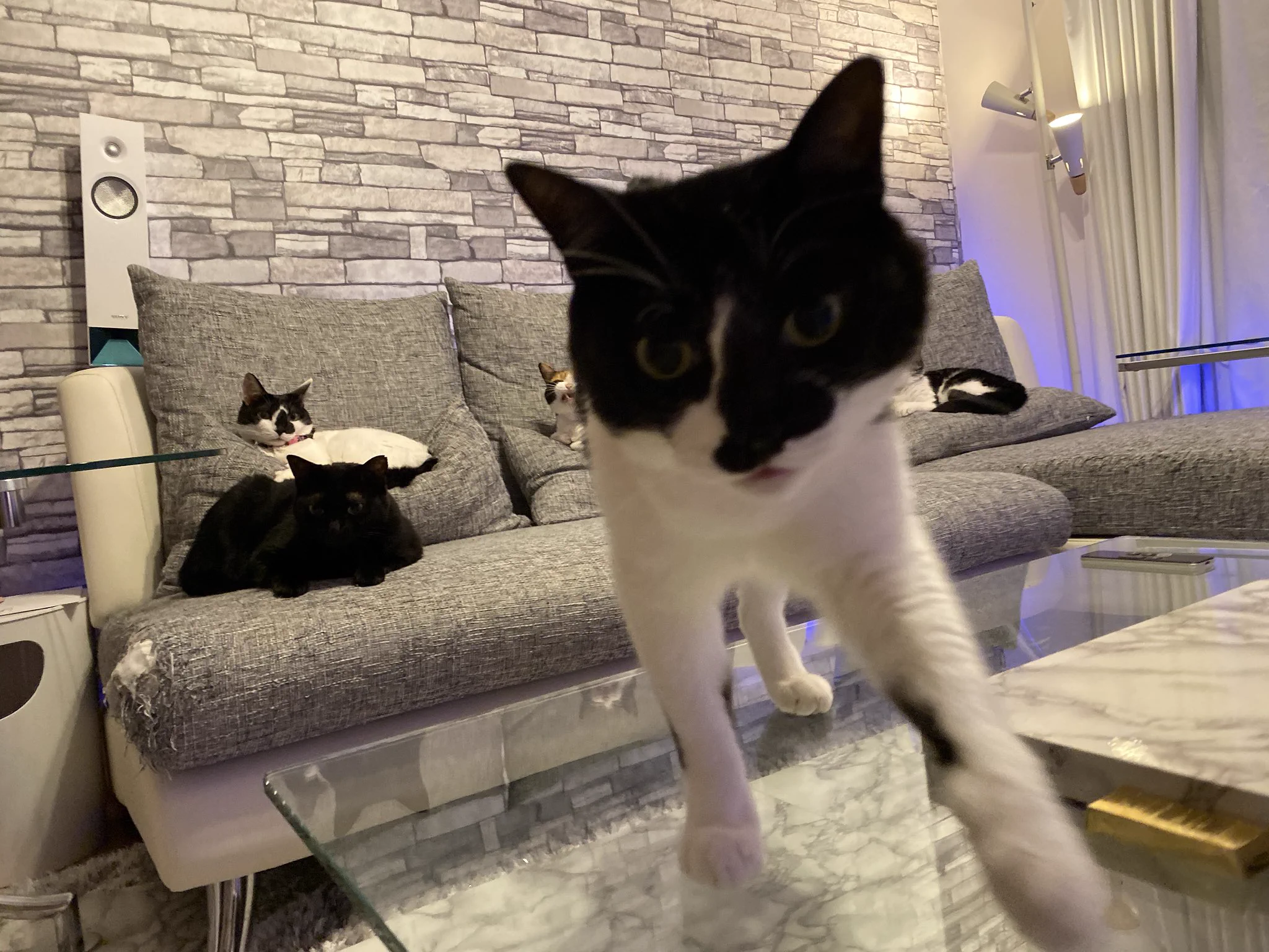 この家の主は猫様なのですｗｗ飼い主は床に座ることも許されませんｗｗｗ