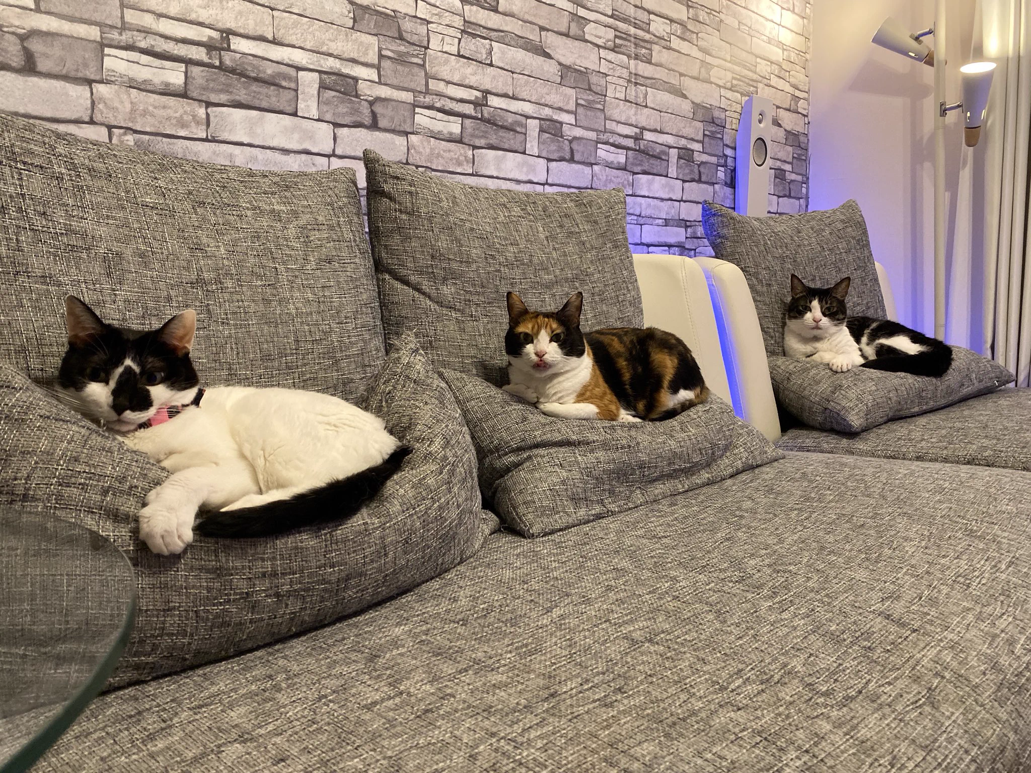この家の主は猫様なのですｗｗ飼い主は床に座ることも許されませんｗｗｗ