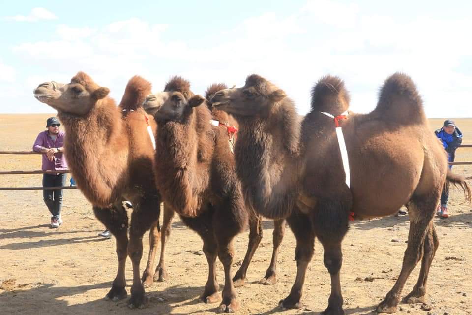 Өмнөговийн АН-ын залуус ийм хөөрхөн аян санаачилж, говьд зам дагуу тэмээтэй айлуудад цацруулагчтай хөмөлдрөг гээч зүйл тарааж өгчээ. 2000 гэсэн шүү. Шөнө оройн цагаар тээр холоос ч тэмээ харагдана гэсэн үг. Буянтай залуус байх юм аа бас