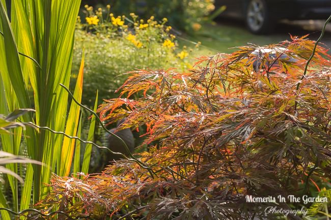 MomentsintheG's tweet photo. Light catching the pink tinged blooms on the hydrangea paniculata. Golden light on the rockery garden. Fall is most definitely approaching.  #hydrangeapaniculata #rockerygarden #goldenlight #autumnvibes #fallapproaching #mygarden #mygardentoday #momentsinthegardenphotography https://t.co/titY2o1gHq