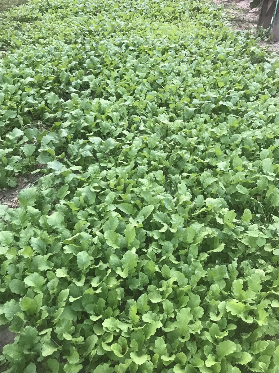 CarlDement1's tweet photo. My Fall garden is off to a excellent start https://t.co/klhZ8wtHTg