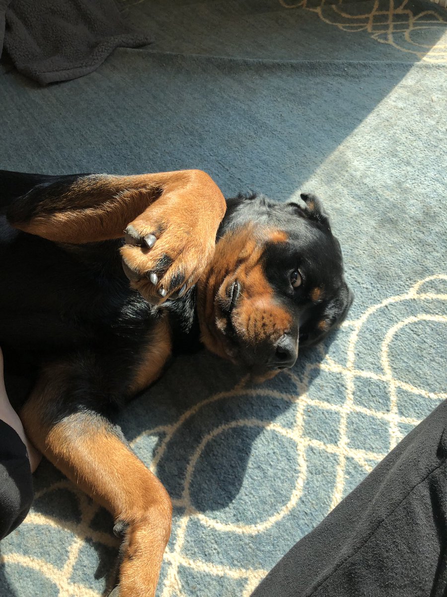 holley_sullivan's tweet photo. Just my boy doin some sun bathing ♥️ https://t.co/wHzkK2bo9J