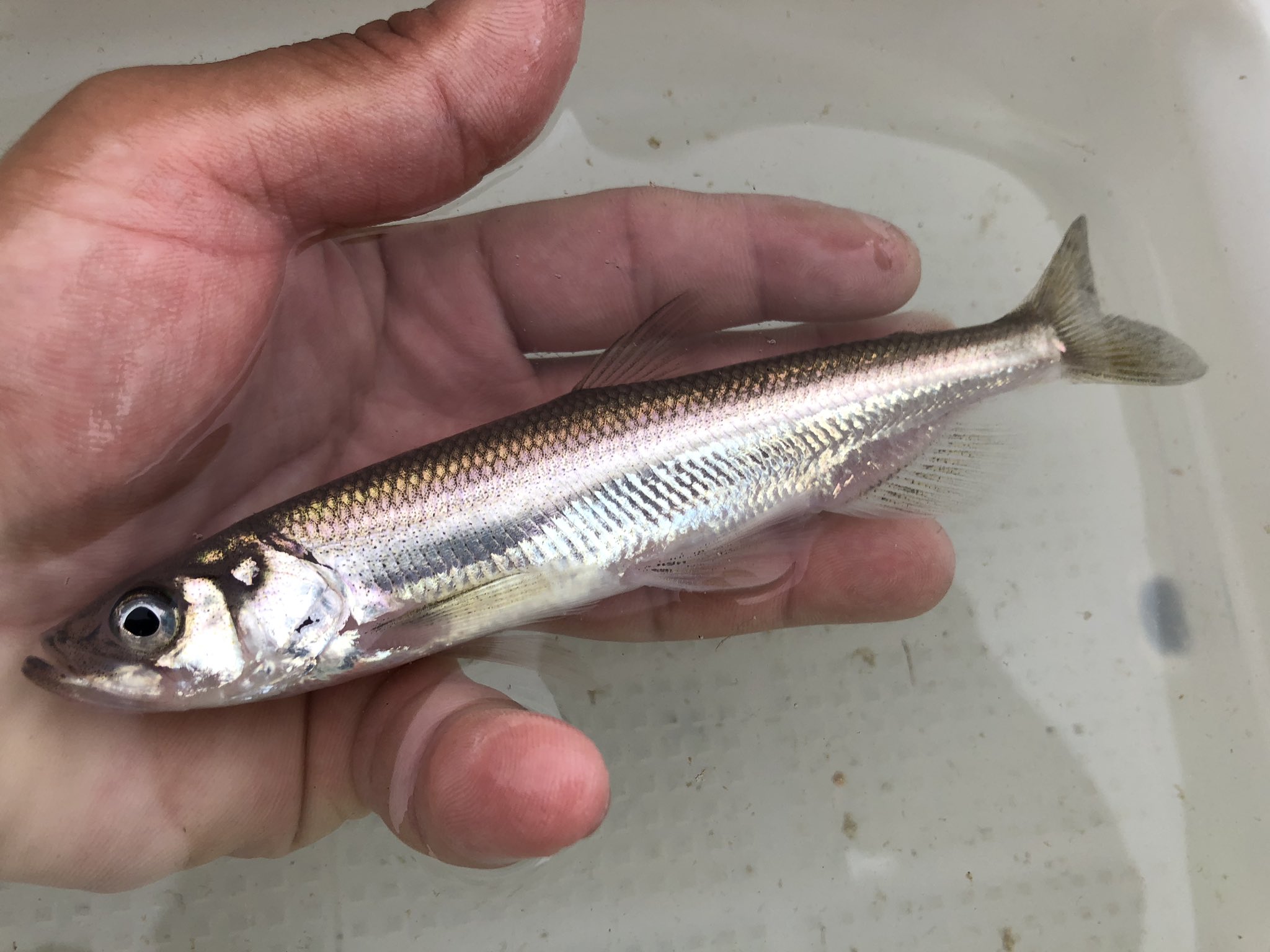 鰰 Pa Twitter 初めて本シシャモ釣れた ワカサギに似てるけど オイカワみたいに伸びた臀鰭やターポンみたいな顔つきがカッコイイ T Co 8jtmrhv77f Twitter