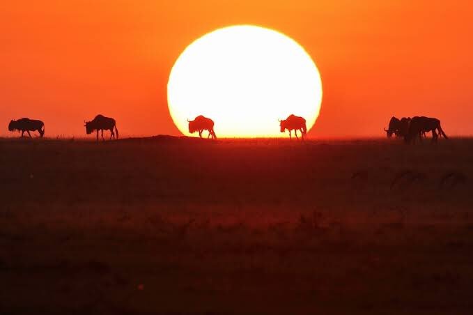 沙々 على تويتر Pdファッショナブルがスポットライトの光に強いなら Pdファッナチュは太陽の光に強い わきにライオンのような気高く 勇ましい動物をしたがえて 地平線の向こうに沈む太陽を静かに見つめているイメージ 彼女の美しい舞は天をも動かし 乾いた大地に