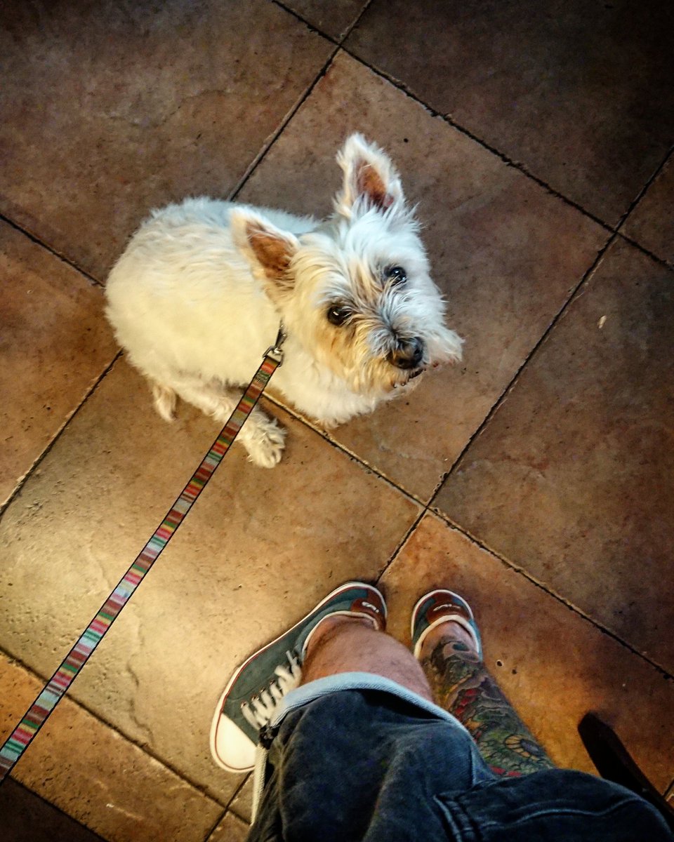 Gille_RM's tweet photo. Cleo beti adi, ea zerbait erortzen den.. 😁
#Euskalherria #Basquecountry #Cleo #Westie #Westies #Tabernan #Itxaroten #Poteando #Eskatzen #Politena #Maitea #Txakurtxoa #westiegirl #Pidiendo #Aversicaealgo https://t.co/M7AASi3YAt