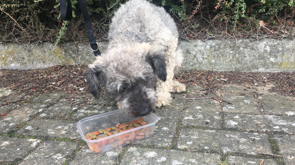 french bulldog saviours rescue