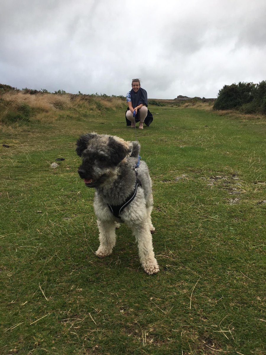 french bulldog saviours rescue