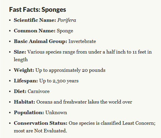 FunDiveBonaire's tweet photo. #Sponge #Facts https://t.co/iQQHb9Q6le