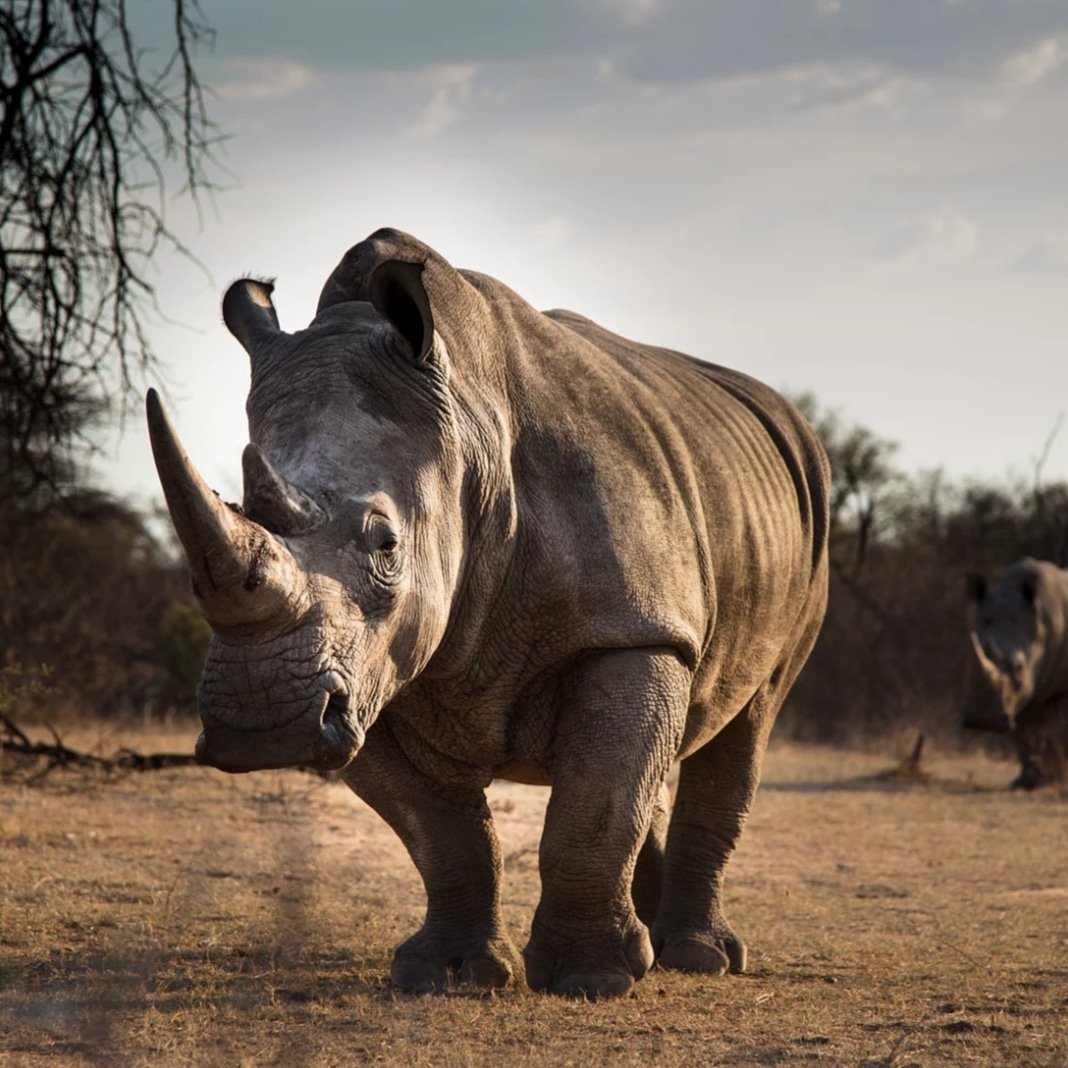 group_grid's tweet image. "No one in the world needs a Rhino horn but a Rhino"

We celebrate these beautiful species today 🦏

#WorldRhinoDay2019 #rhino #species #celebrate