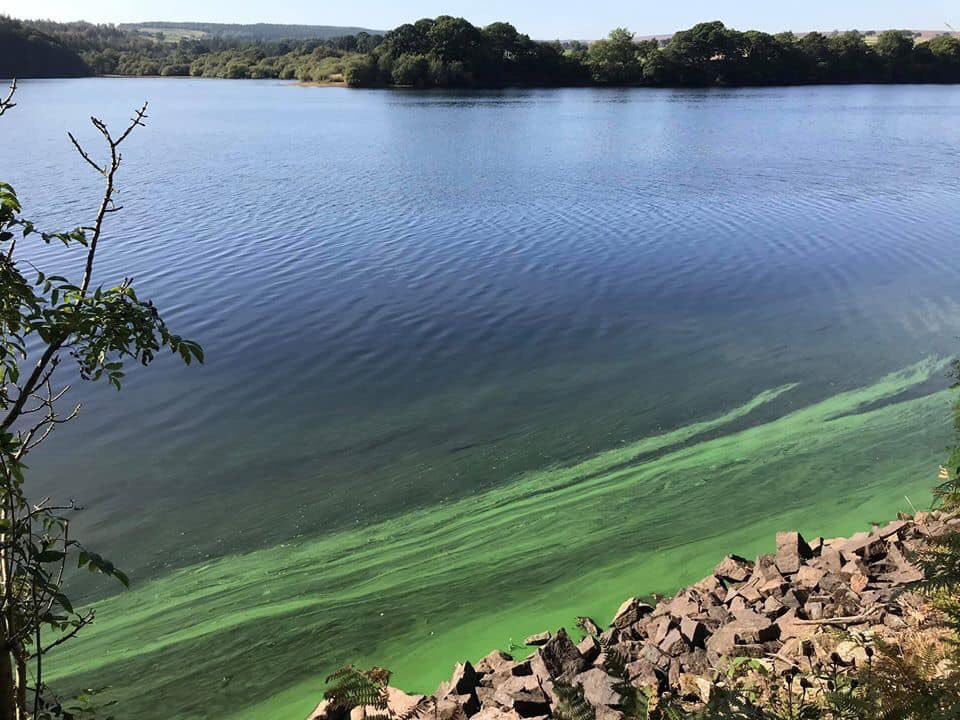 HarrogateDogs's tweet photo. Green Algae in Swinsty reservoir, highly toxic to dogs , please keep your dogs out of the water if you see this . @YorkshireWater #dogsoftwitter https://t.co/cdL1WgyTyd