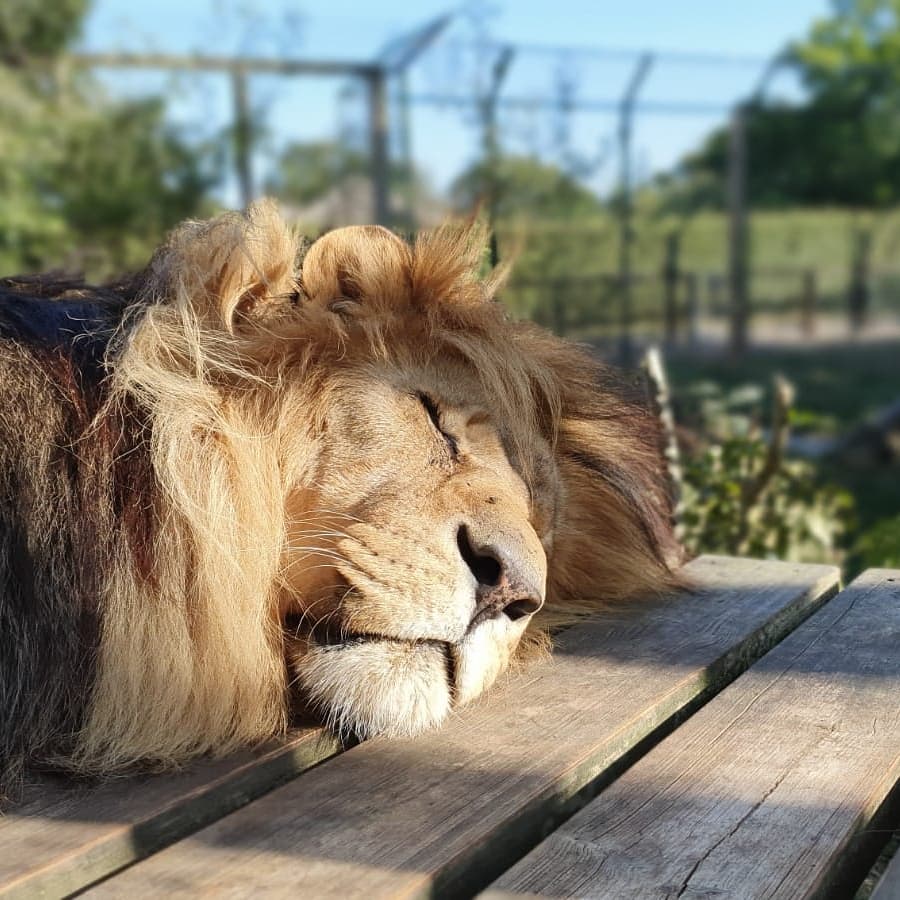 TheBigCatSanct's tweet photo. Did someone say it was #autumn? 🍂 #sunday #weekendvibes #catsinthesun #bigcats #catsofinstagram #lion #junglecat #lynx #snowleopard https://t.co/wT0rSsDEAN