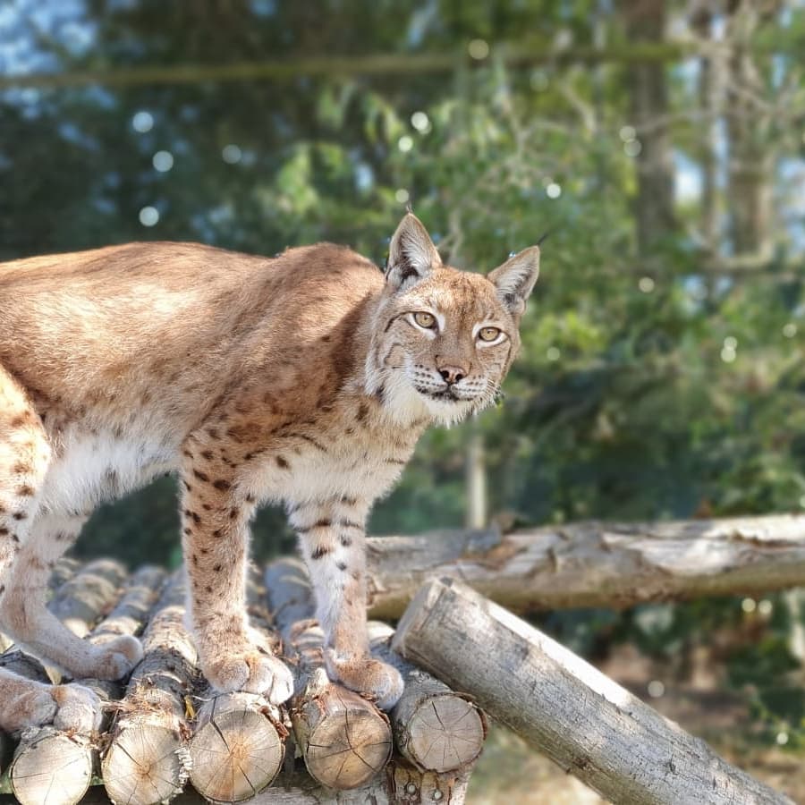 TheBigCatSanct's tweet photo. Did someone say it was #autumn? 🍂 #sunday #weekendvibes #catsinthesun #bigcats #catsofinstagram #lion #junglecat #lynx #snowleopard https://t.co/wT0rSsDEAN