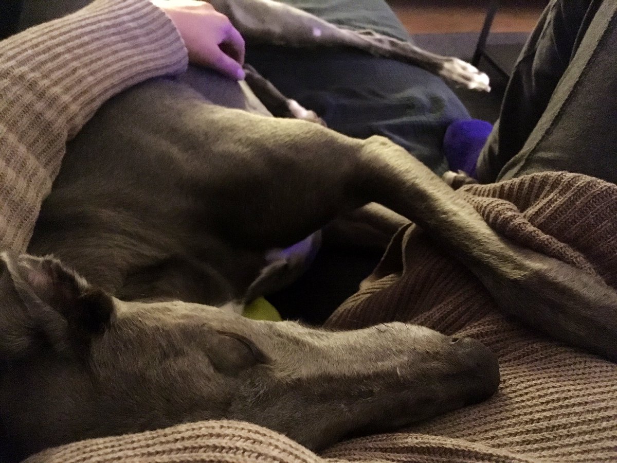 Maximum cuddles with mum on the couch. #adoptagreyhound