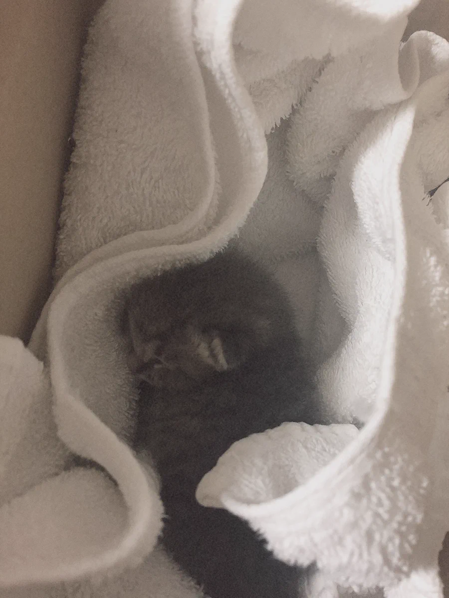 暴風の中、保護した子猫の里親をさがしています！！