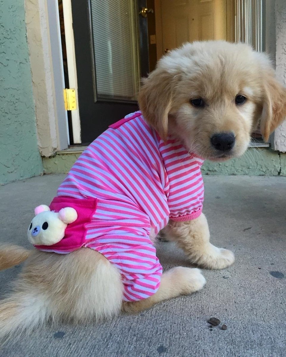 Animalslovers9's tweet photo. #animalcrossing
#animal
#animalrights
#animales
#animals
#animalcrossingnewhorizons
#animalbreeding
#animalforum
#animalovers
#animalphotography
#animalrescue
#animalsmatteraf
#animalsmatter
#animaltesting
#animalvideo
#wanimal https://t.co/KgN9QBVQZ9