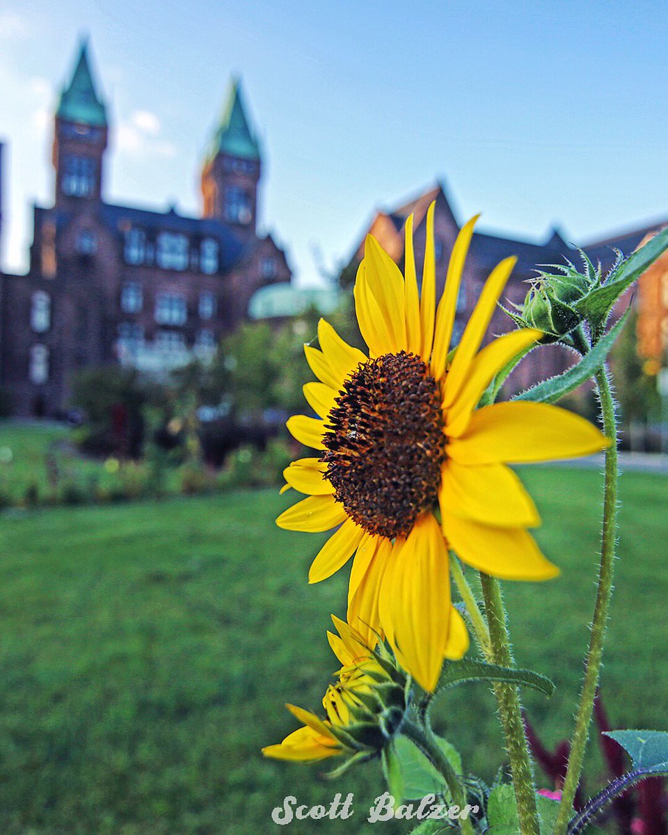 scottbalzer's tweet photo. as seen &amp; photographed yesterday at the @HotelHenryBFLO @RichardsonCtr 🌻 📸 https://t.co/lt9atkasDM