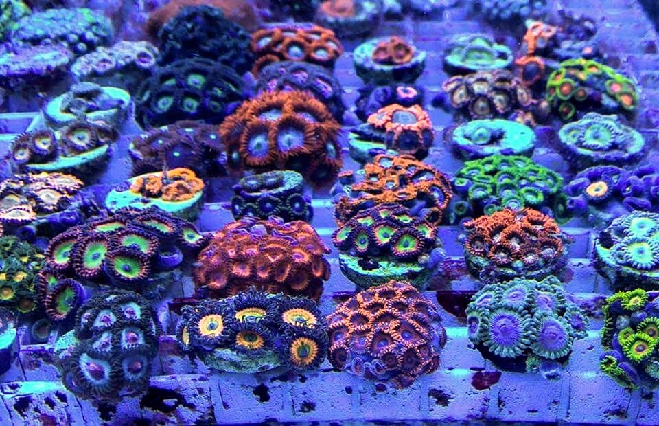 ReefSwiss's tweet photo. Nice Zoanthus in Farm conditions https://t.co/iar89kH4hK