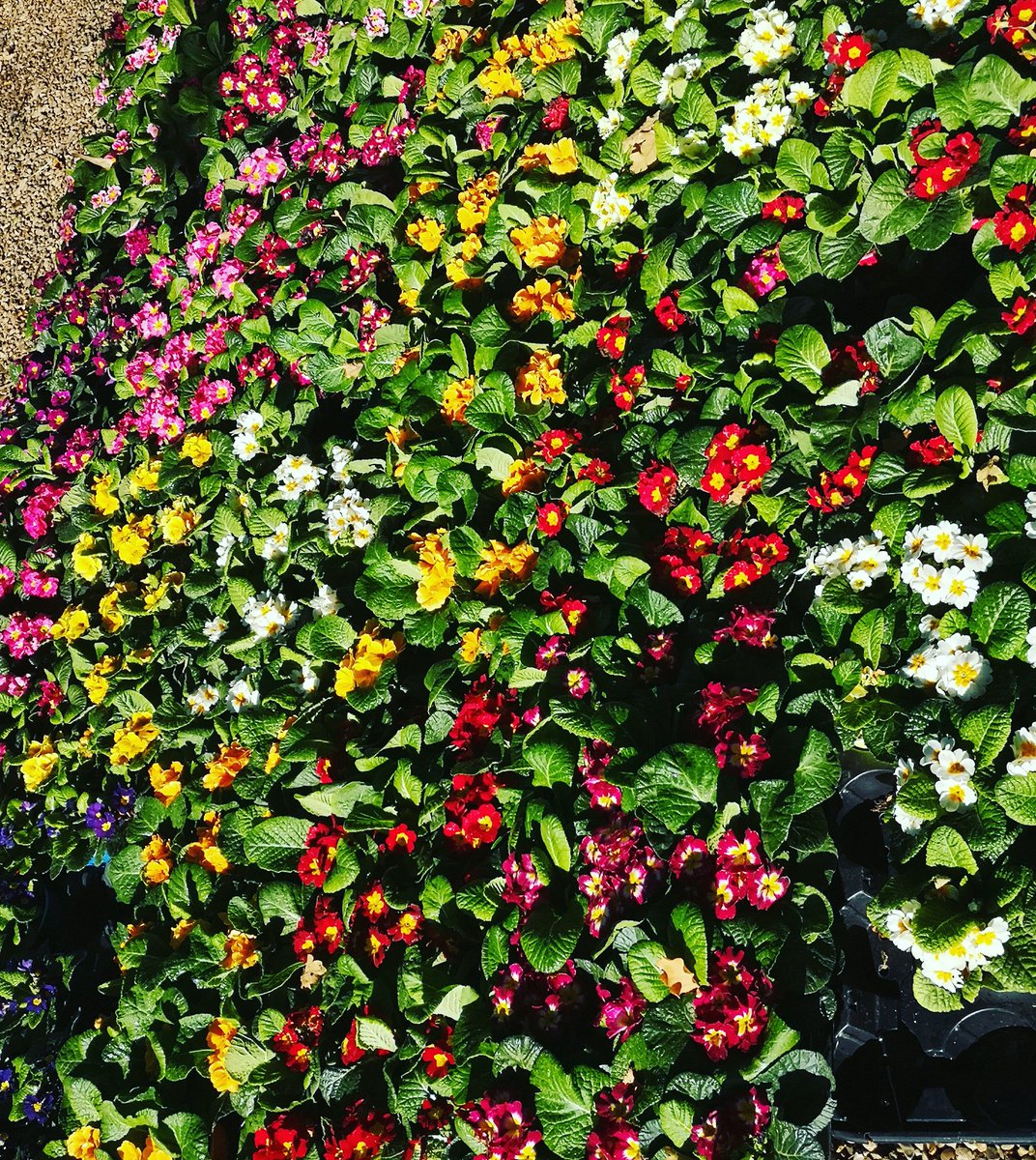 ThorpePlant's tweet photo. Thinking of adding some colour for the Autumn /Winter season...??
Primroses will do the trick!
#primrose #primroses #colour #addingcolour #auntumn #winter #bright #winterbedding https://t.co/FFg9mdg1Ye