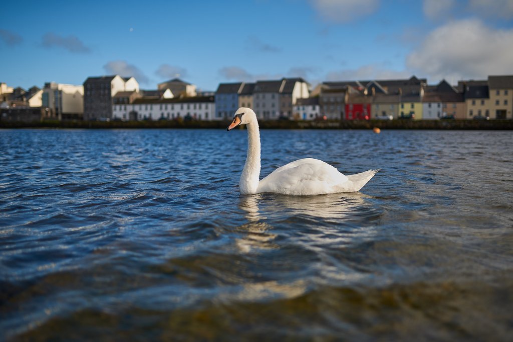 EazyCity's tweet photo. With Galway being the European Capital City in 2020, you don't wanna miss out on your chance to do an internship in this gorgeous Irish city!

We currently have some internship positions open on our website 👌

Have a look here ➡ https://t.co/qMllA5al9Q
#LiveAbroad #Galway2020 https://t.co/H9d3a7WiUI