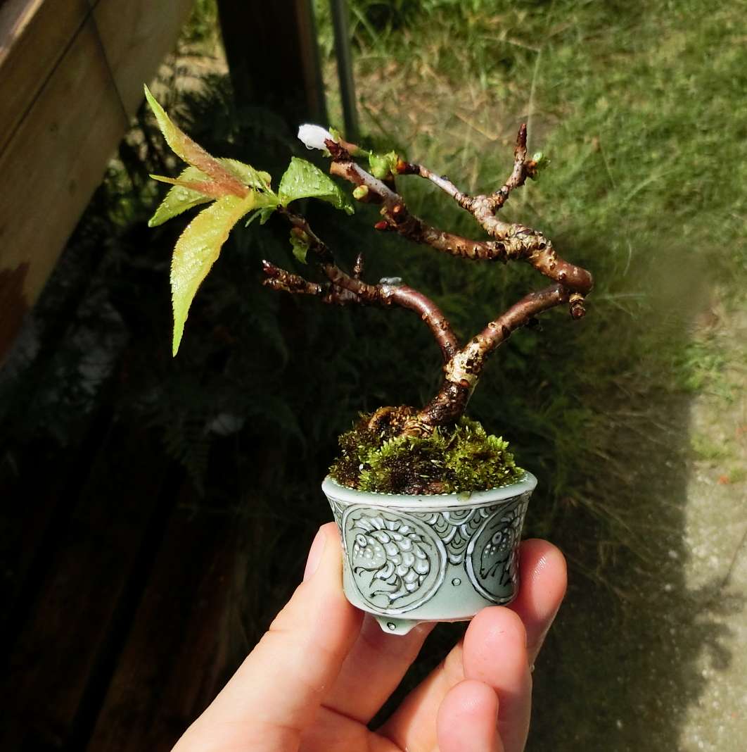 5ｃｍ盆栽 ミニ盆栽 Minibonsai 盆栽 Bonsai シキザクラ 春嘉鉢 挿し木 今年植え替え の時に 花芽がある と思って化粧鉢に入れたら違ってた桜 今頃になって蕾が