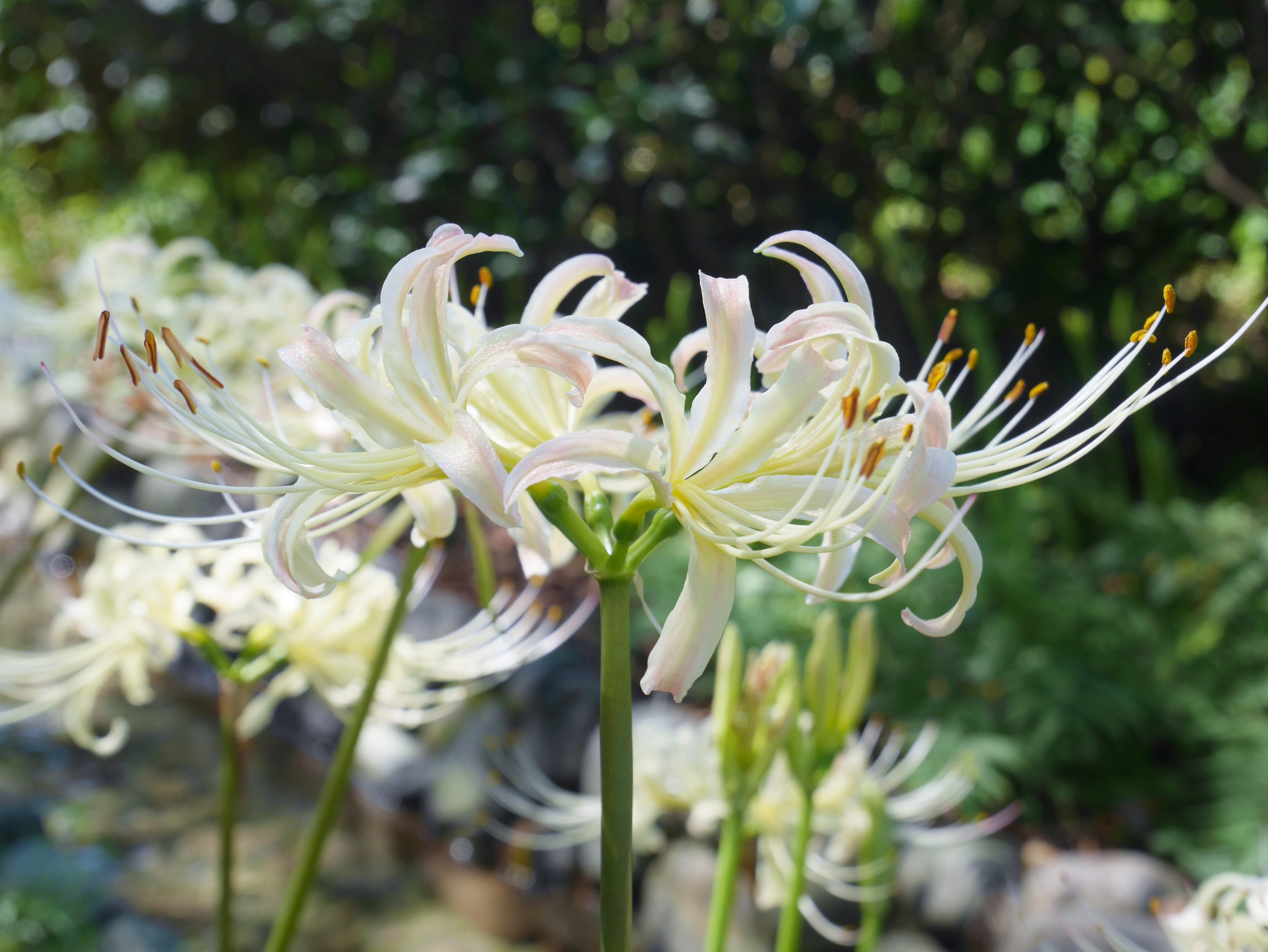 花 無言で写真をあげる見た人もやる 白い彼岸花 花言葉 また会う日を楽しみに ﾅｴ T Co Xqu3pkg8mz Twitter