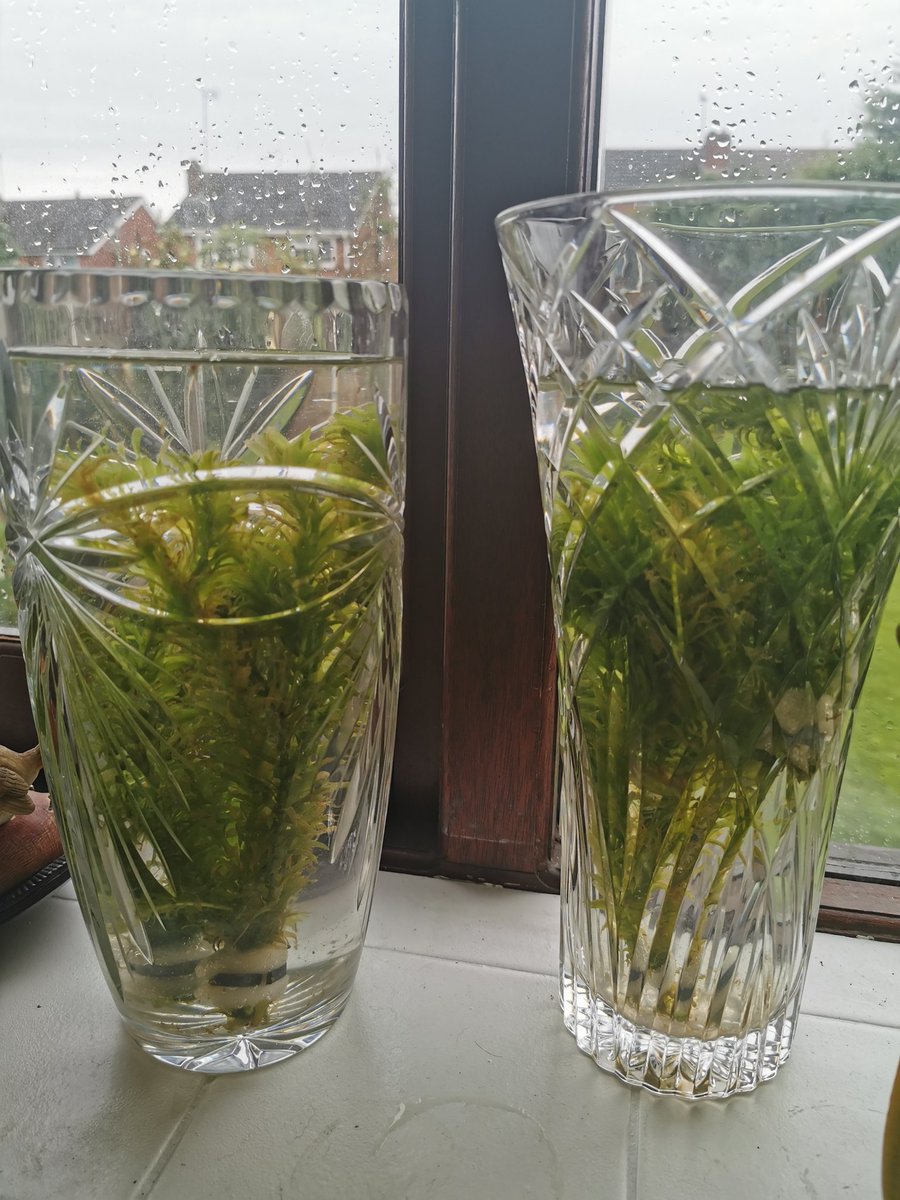 Q3LangleySci's tweet image. Elodea (pondweed) ready for Year 10 Biology next week 😁 #requiredpractical