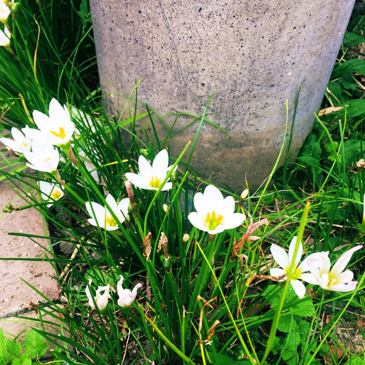 みょほれ 9月30日の誕生花とおぼしきお花がねえ 咲いていて綺麗だった