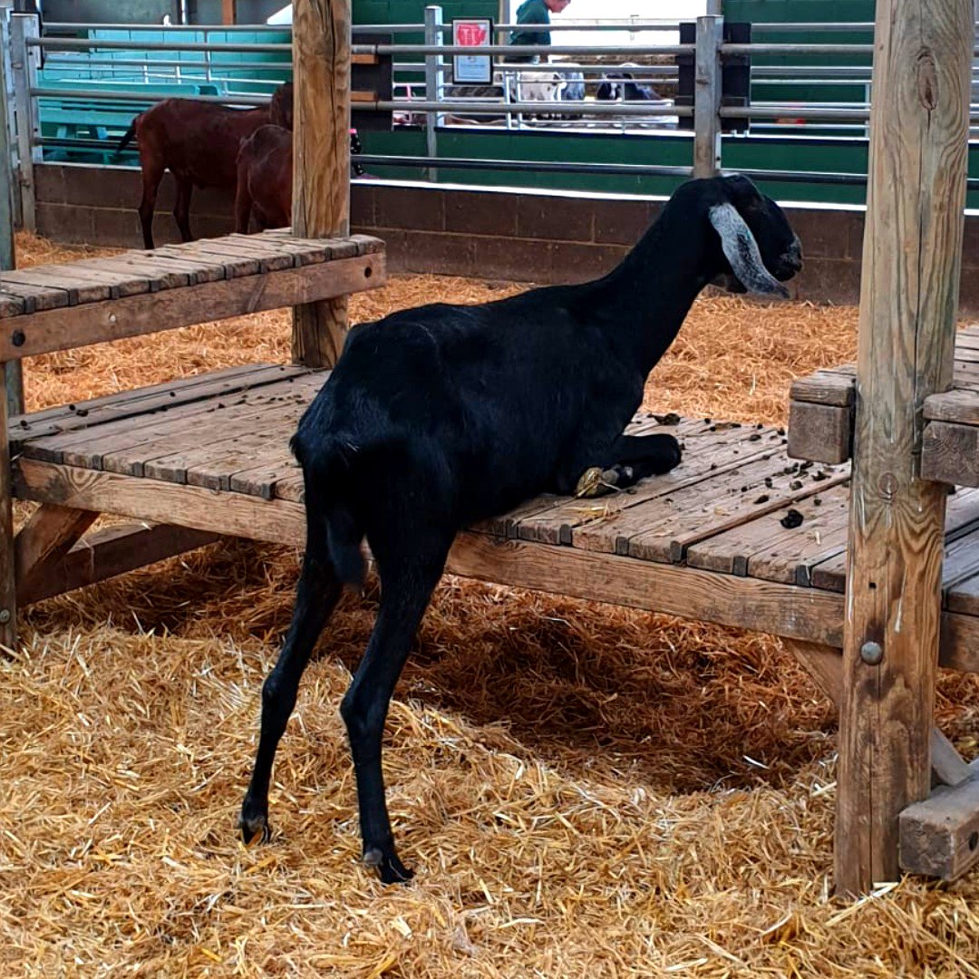 BockettsFarm's tweet photo. Annnnnd stretch... morning yoga with Milo the goat π π
#goatyoga #stretchitout #yoga #funnygoat #goat #anglonubian #lovegoats #goats #hithere #cute #goat #goatsofinsta #yogalover https://t.co/fwBJJG2Nbz