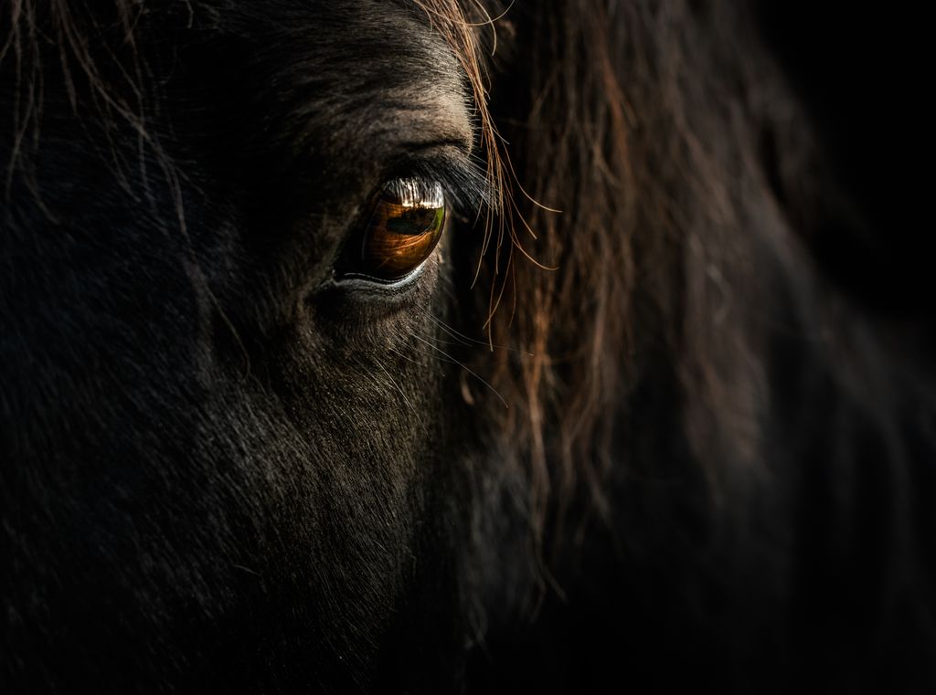 horsesconnect's tweet photo. “‘If more of us spent time just hanging out with horses, all the oxytocin (the “cuddle” hormone) released would be doing great things for our nervous system.” https://t.co/hhHCLVYoS1 https://t.co/vKMMOoA6as
