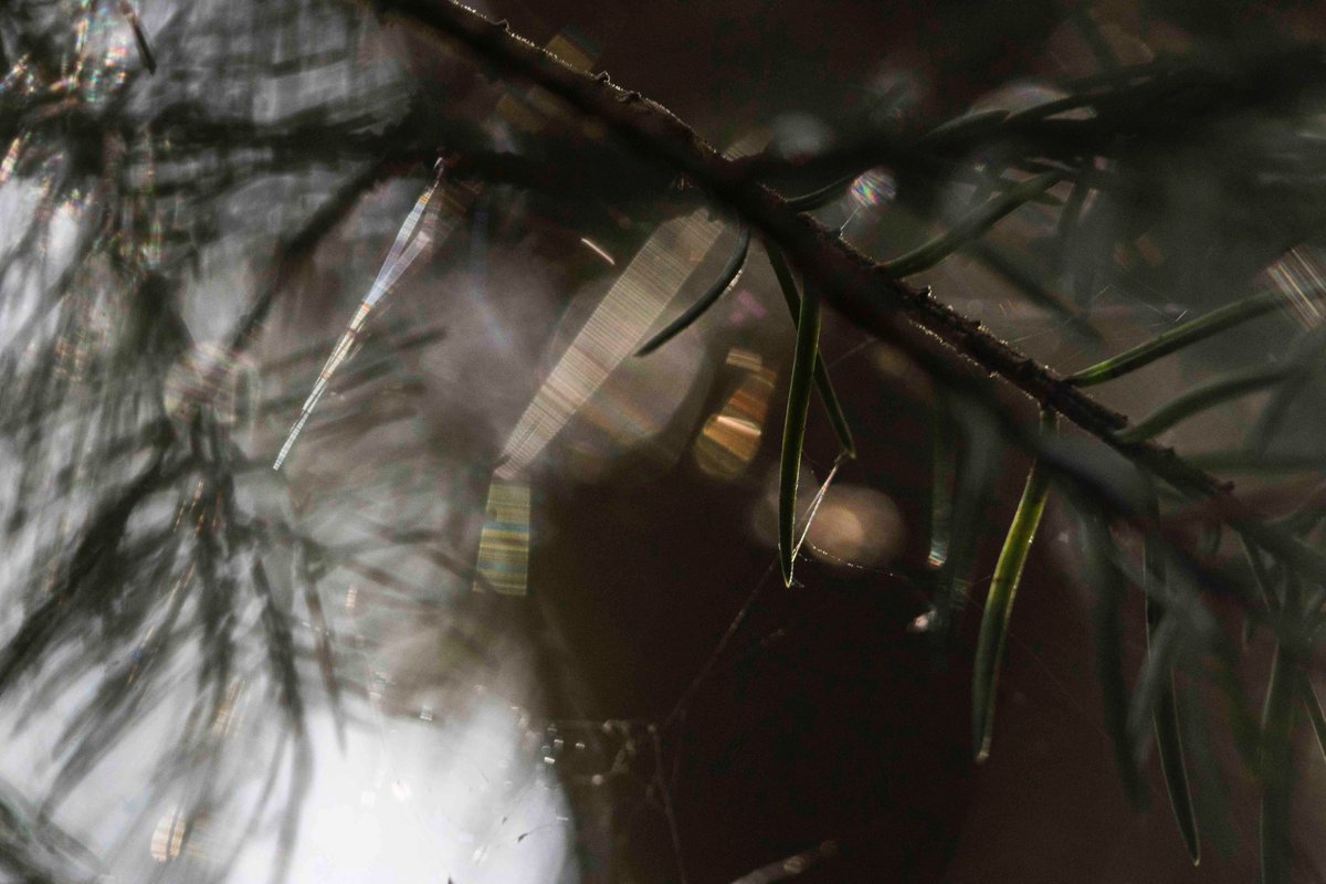 Mirja_Paljakka's tweet photo. This will be 5 years project very soon and so what.
I am the only boss in this Forest music-series ;)
To be continued next year is my plan now.

#forestmusic #photography #longproject #forest #nature #Finland https://t.co/O8b2NtZkgM
