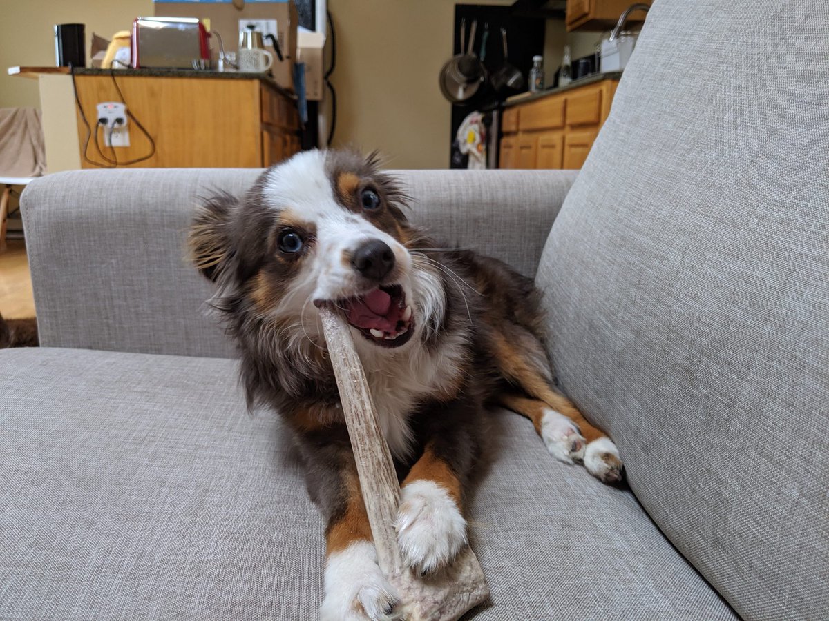 SarahHope13's tweet photo. LOST: my baby Theo went missing in Cambridge two nights ago around Inman Square. I’ve put up signs and contacted as many animal groups as I can but still nothing. Please keep an eye out &amp; maybe retweet this if you’re in MA. Thank you😔 https://t.co/dhHNvnI4nf