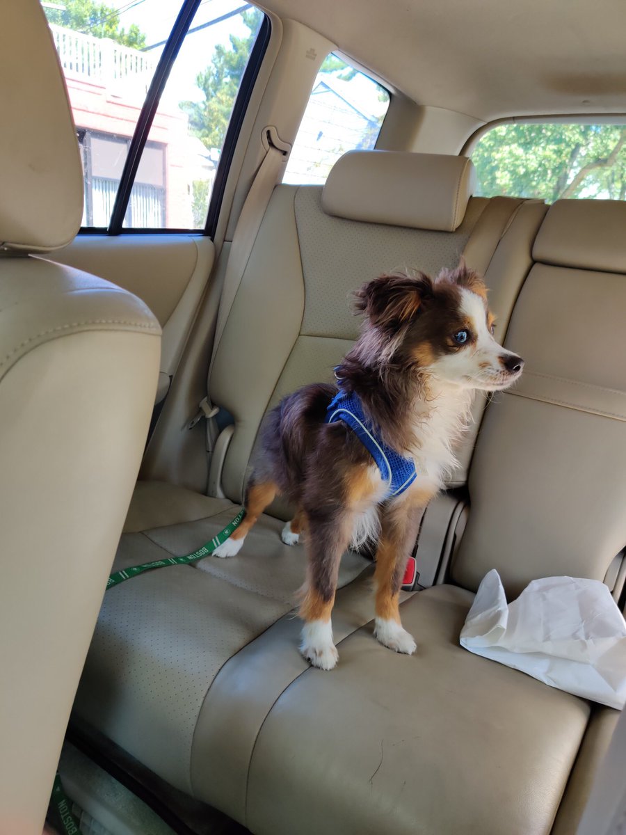SarahHope13's tweet photo. LOST: my baby Theo went missing in Cambridge two nights ago around Inman Square. I’ve put up signs and contacted as many animal groups as I can but still nothing. Please keep an eye out &amp; maybe retweet this if you’re in MA. Thank you😔 https://t.co/dhHNvnI4nf