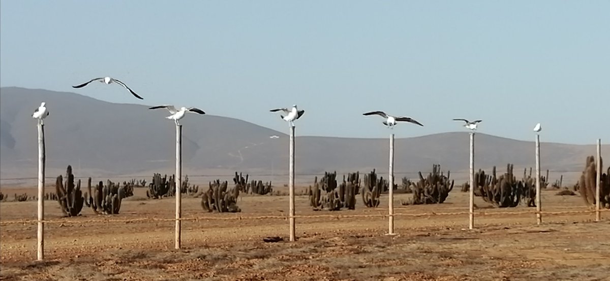 Constanza Echeverría tweet media