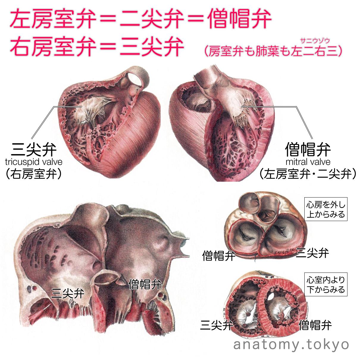 かずひろ先生 なるほど解剖学 左房室弁は 尖弁 である 解答 二尖弁 左房室弁 二尖弁 僧帽弁 右房室弁 三尖 弁 絶対暗記 解剖学 循環器系 心臓 僧帽弁 Mitral Valbe 三尖弁 Tricuspid Valve 一問一答 心房と心室 弁膜
