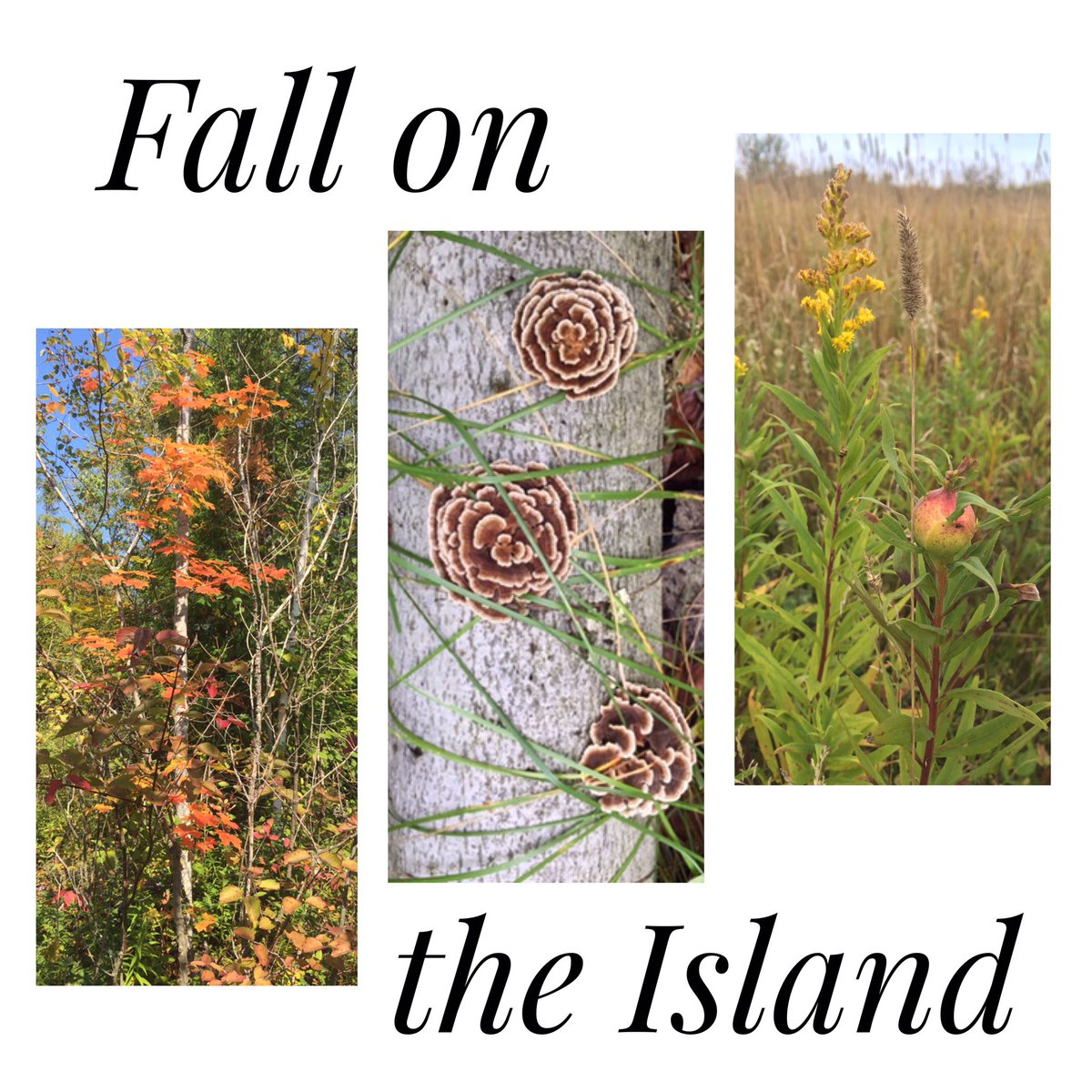 “Strange, what being forced to slow down could do to a person.”
— Nicholas Sparks
🍂
The colors of Fall are here! It’s amazing what you can discover when you step out of your JEEP or off your ATV and take time to saunter our Island. 
#SlowDown #OptOutside