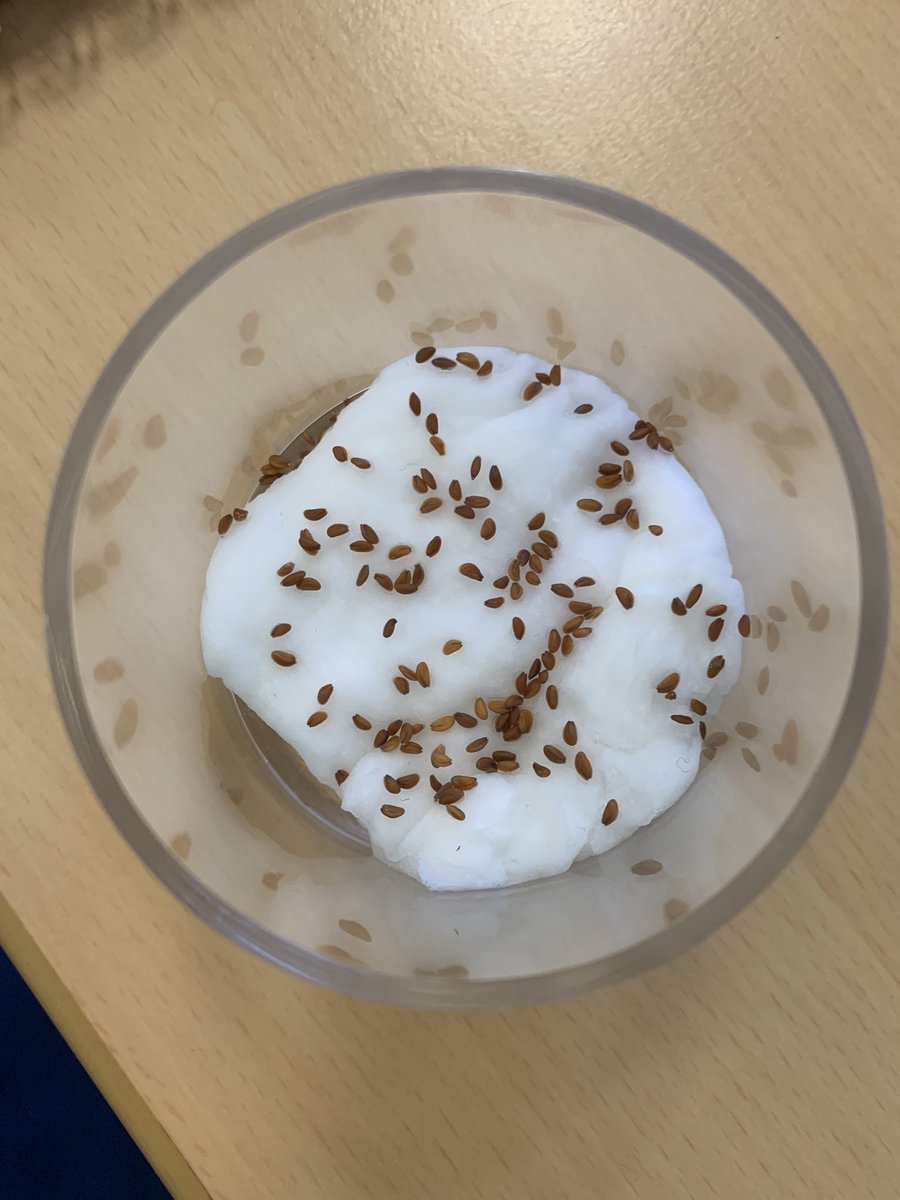 JPS_Year2's tweet photo. #JPS2E loved planting their seeds today! We learnt all about βobservingβ in Science π Can you guess what weβre growing? π±πΏ#JPSYear2 #JPSscience https://t.co/iQ7XebHjAw