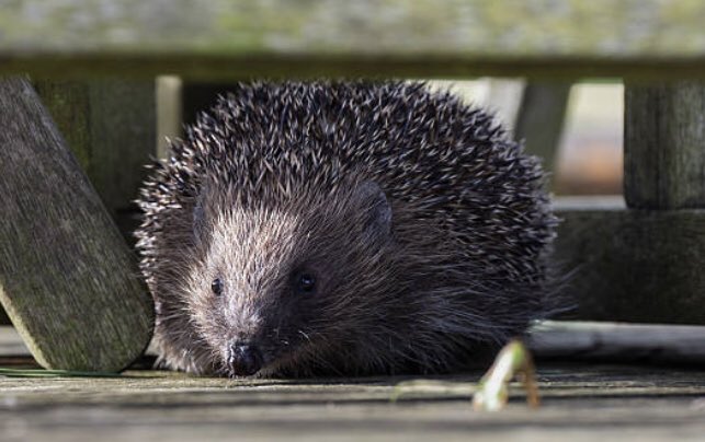 Cragknowe Cottage tweet media
