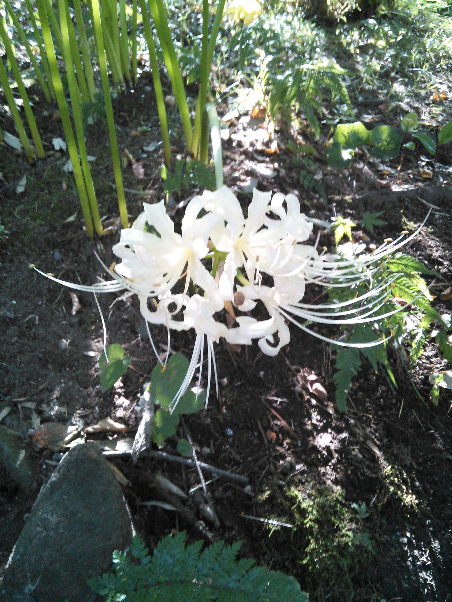 花 無言で写真をあげる見た人もやる 白い彼岸花 花言葉 また会う日を楽しみに ﾅｴ T Co Xqu3pkg8mz Twitter