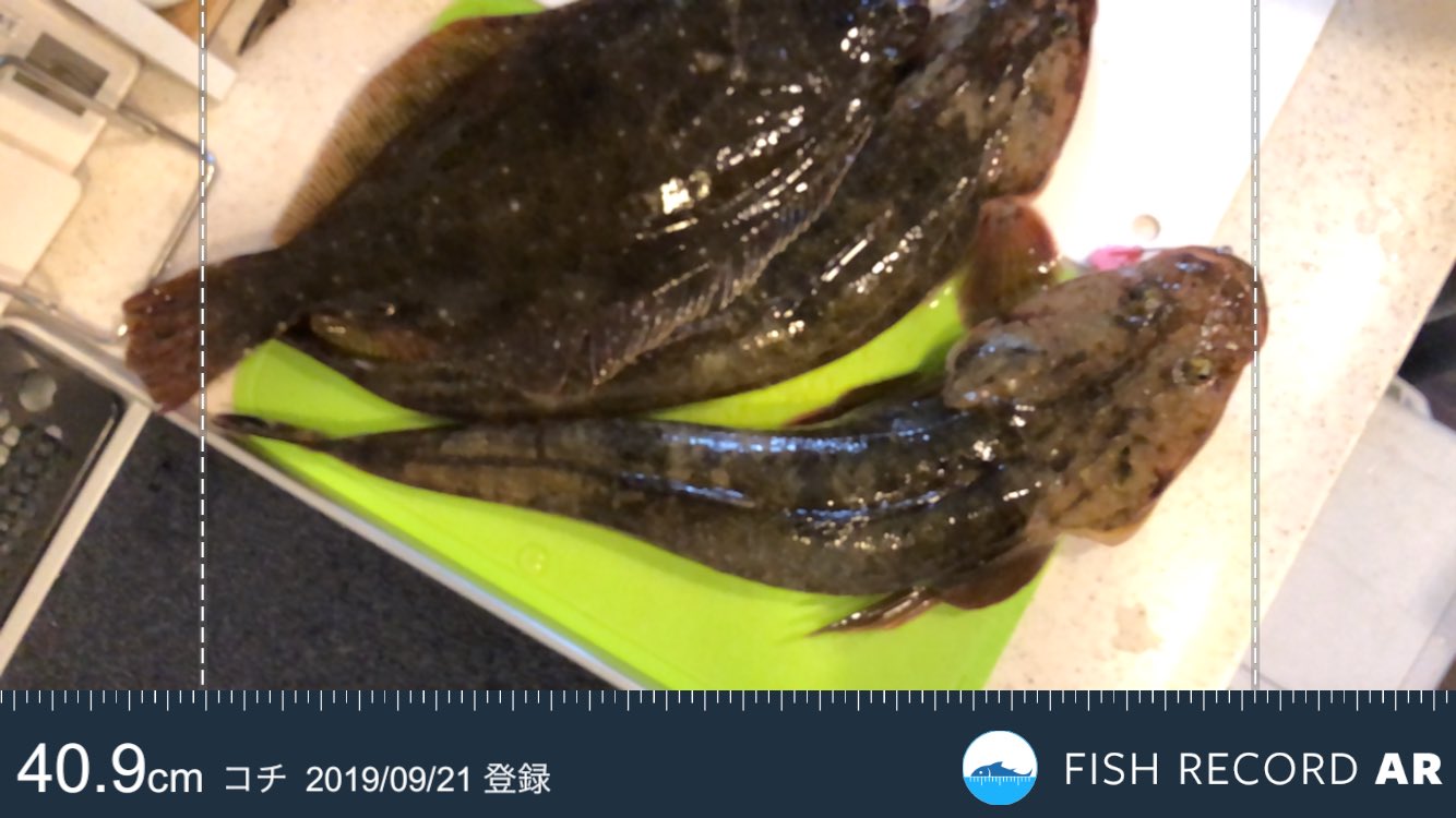 マゴチは炙り刺身がうまい Twitter Search Twitter
