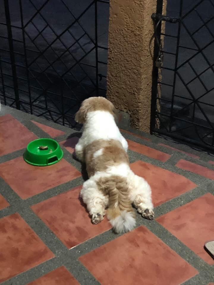 jazjez08's tweet photo. Orphaned by 3 pup playmates (his father, brother and an aspin) and 2 cats, my lone dog is fond of observing his external world from the patio..
#viewfromtheinside
#whichisthefishbowl https://t.co/fK4c4pENKa