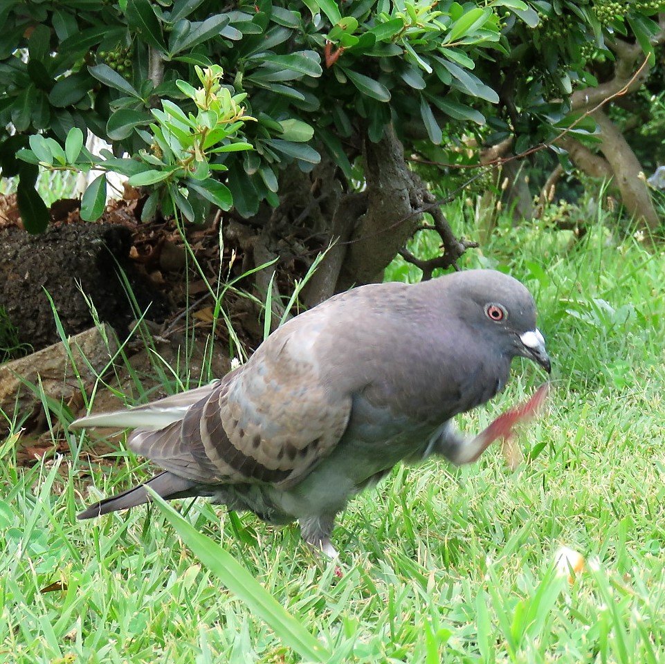 鳩可愛い祭り