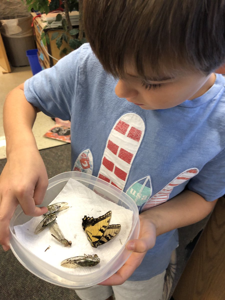 lsullivan's tweet photo. 1st grade student shares insects he collected #KWBPride #nature #science @KwbVaughn https://t.co/h63k4xb42w
