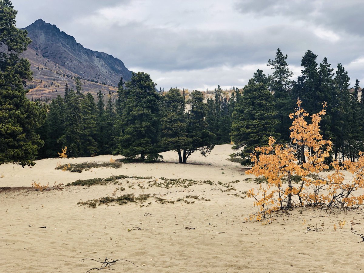 jeaniedendys's tweet photo. It was a beautiful day in Carcross yesterday @CarcrossCommons  with the @Tlingit_Dancers and other community story tellers! Stopped by the #CaribouHotel for a tour with owner Jamie Tool &amp; for the #JohnFirth Caribou Hotel book signing. Busy day in Carcross Tagish Territory! https://t.co/JiuPwLRfEp