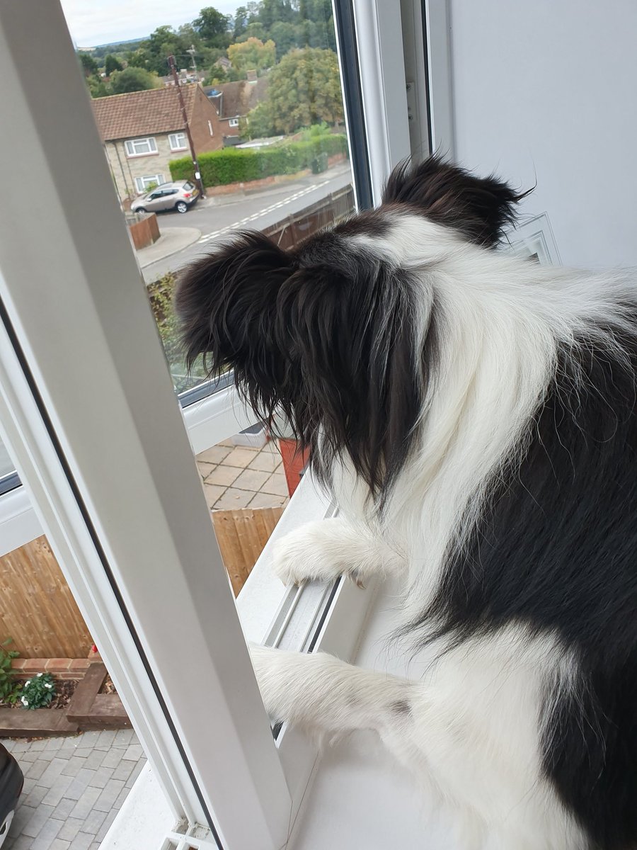 kittporterx's tweet photo. Watching the world go by, such a nosey dog @JPorterCuxton @BrianPercy7 @BCTGB https://t.co/90RxjcGloP