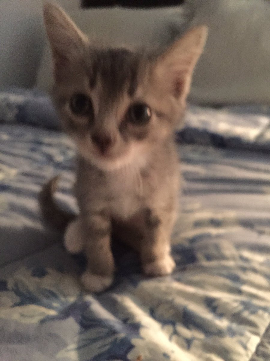 HeidiHampton526's tweet photo. On rainy Friday morning, a scholar came running in to #RISDsaysomething @RISDAcademy we #DOsomething and that’s how this little guy was rescued #gamechanger @risdace #LevelUp #RISDmakingconnections https://t.co/hp5xNCW6II