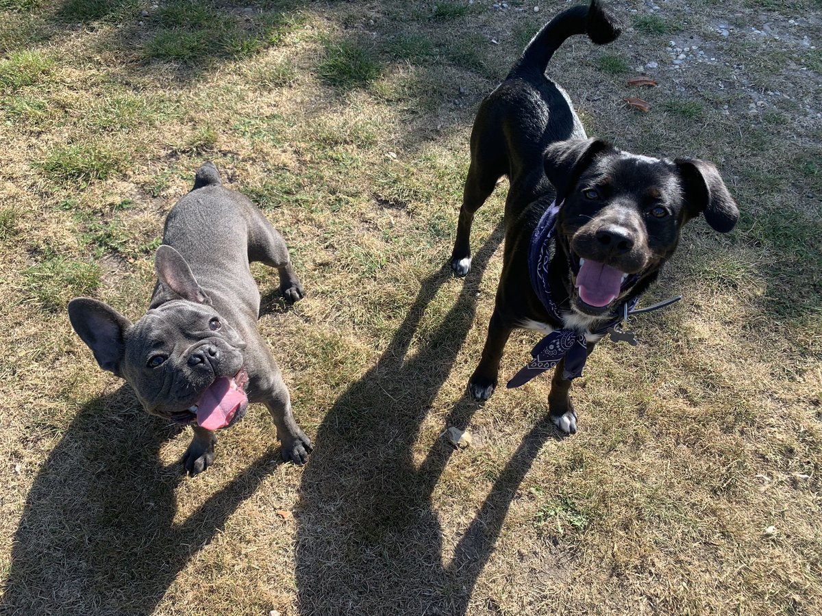 ElmtreePetHotel's tweet photo. Leo and Scooby 🐶 https://t.co/dneXyJz4sw