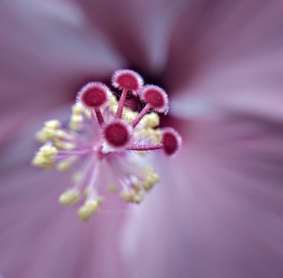 Enouze1's tweet photo. Macro Flower
#macrophotography
#Flowers
#creativemacro
#manokwaripapuabarat https://t.co/UydRTbRvle