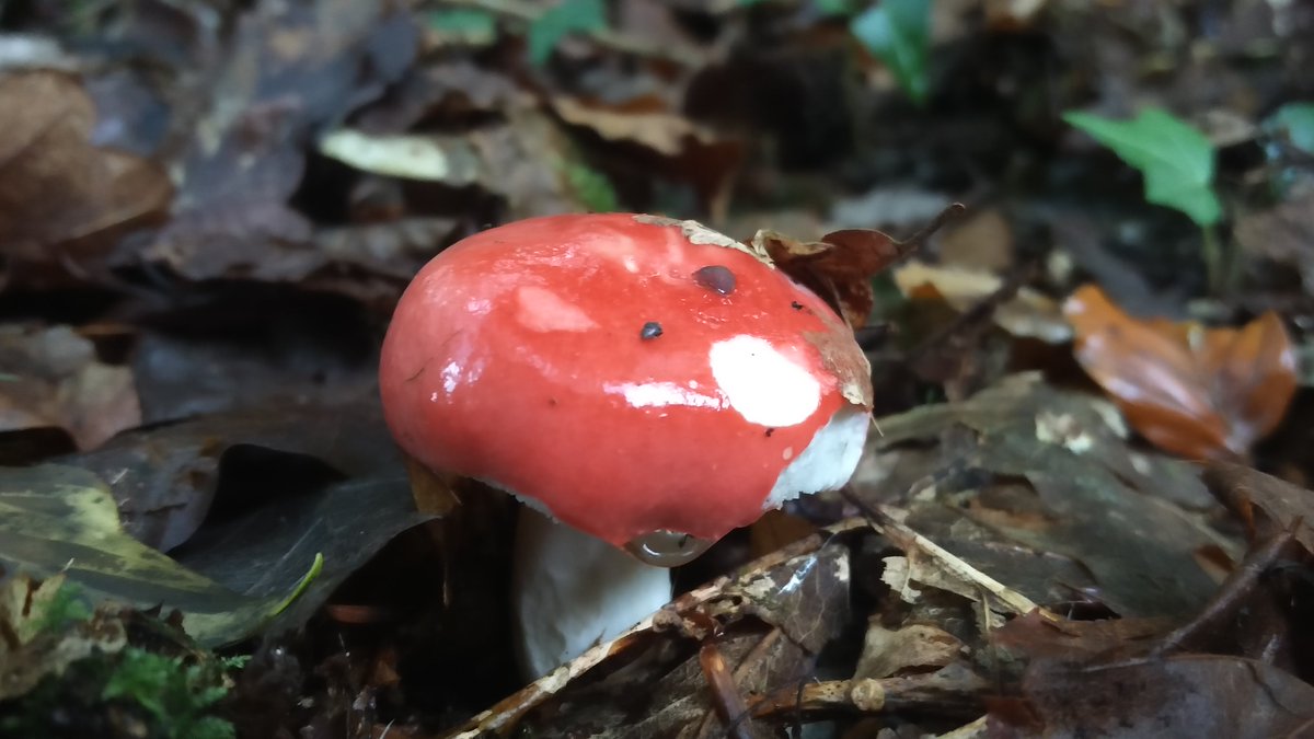 sligomicrobe's tweet photo. Lovely walk up in Glansheskin. Any mycologists or foragers able to identify these pretty things? Counted about 10 different types within 20 meters #fungi #mycology #AutumnBloom https://t.co/0YF8NjmWmk