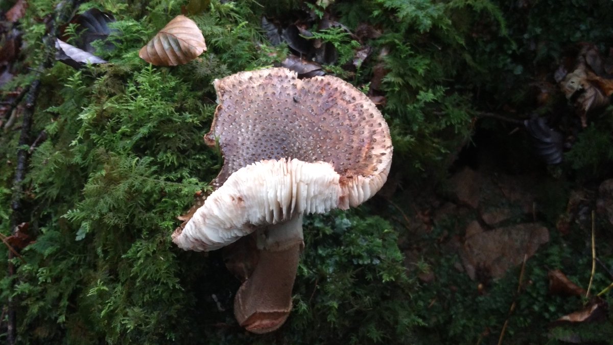 sligomicrobe's tweet photo. Lovely walk up in Glansheskin. Any mycologists or foragers able to identify these pretty things? Counted about 10 different types within 20 meters #fungi #mycology #AutumnBloom https://t.co/0YF8NjmWmk